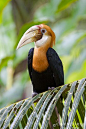 Blythe's Hornbill