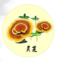 简约手绘灵芝中医药元素插画
