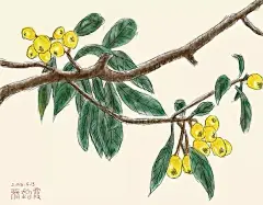 #半夏手绘#  《枇杷成熟》
扫描头像，收取更多彩蛋