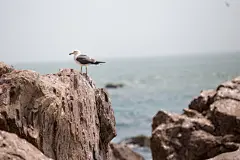 山东威海海驴岛黑尾鸥