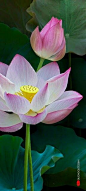 Lotus flowers _ DQĐ .: 