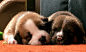 酣睡的狗狗 主题摄影欣赏 狗 汪星人 宠物摄影 宠物 可爱 