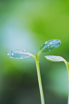 吾为图狂采集到iphone 植物[640x960]