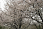 春季可以去武汉大学看樱花，一般是4月份，但是具体日期会受气温影响，注意看下新闻报道。