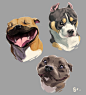 Dog face study, Claire Gary : I love drawing dogs , they come in so many different shape and colors, and always so expressive !