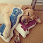  Fauna Labrador Pillow