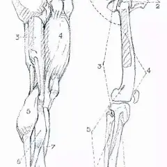 人体结构 | 腿部结构 : 腿部结构解析 肌肉群解析 喜欢画动漫的小伙伴 这篇要好好收藏起来 来自微博@中国美术精选，感谢分享！