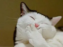 上班狗精彩表情包，快掏出手机自拍看一下自己吧 上班刷微博 点击下方来源看全文