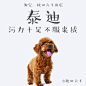 各位铲屎官请注意！狗粮已经开始上新啦！ 随便列举了一些宝宝的优♂点，同意的请转发，不同意的也请转发来战！周日晚从转发的粉丝中抽一位小伙伴送233，就当给你家汪宝宝赚个口粮钱嘛~【shop链接看评论】 ​​​​