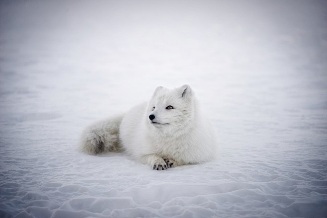 冰岛, 北极狐, 动物, 野生动物, 可...