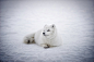 冰岛, 北极狐, 动物, 野生动物, 可爱, 雪, 冬天, 景观, 自然, 户外, 人类发展报告
