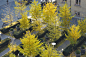 Town Hall Square by Janet Rosenberg Studio «  Landscape Architecture Platform | Landezine
