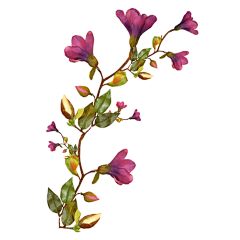 是战战吖采集到花