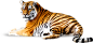 老虎PNG