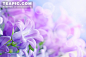 紫色花朵图片#紫色花朵##鲜花素材##紫色背景##花卉##生物世界##非主流花朵##高清鲜花##植物##大自然##高清图片##图片下载##花草##摄影#