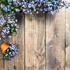 春天,背景,勿忘我,华丽的,贺卡,清新,边框,厚木板,浪漫,小的