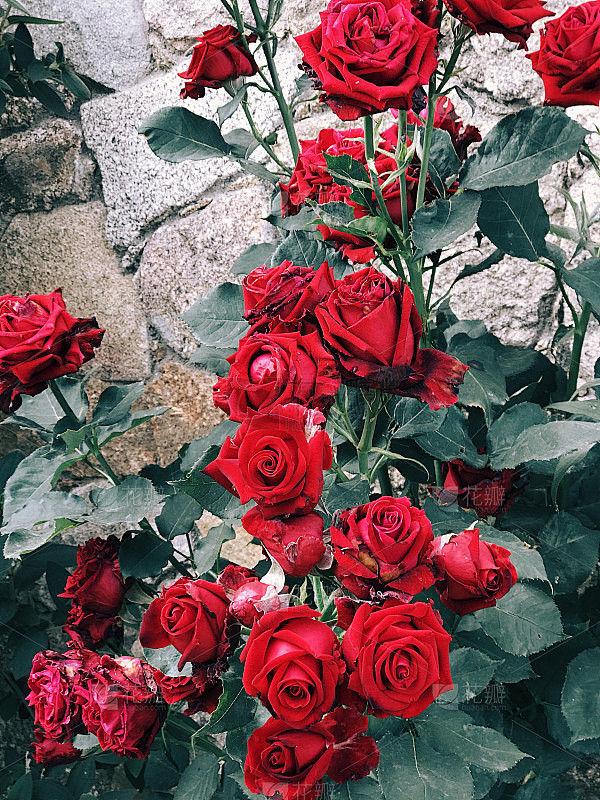 花