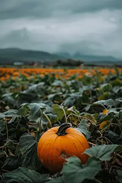 黄皮南瓜农业蔬菜图片