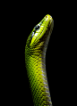 drxgonfly:

Red-Tailed Green Ratsnake 03 (by cypher40k)
