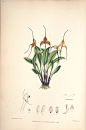 内容：Masdevallia 作者：Woolward, Florence and Lehmann 时间：1896 版本：The genus Masdevallia