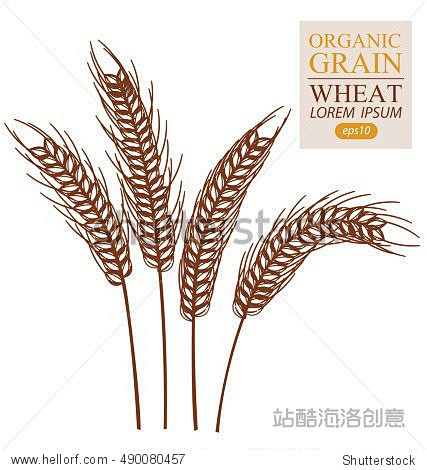 Ears of wheat. Vecto...