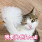 猫咪斗图 表情包 文字_百度图片搜索