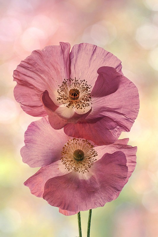 花中意境朦胧恬静希望最近焦躁的心情能平静下来像花般优雅祥和