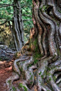 Tosande Forest, Spain