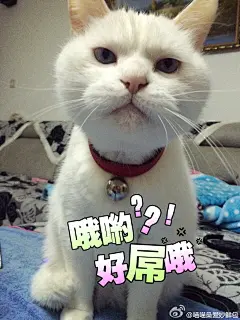 用IN做的表情包，还有啥app做表情包推荐的... 来自喵喵桑爱妙鲜包 - 微博