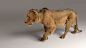 Zeke the Lion |  Ziva Case Study : See how the Ziva Team created a fully anatomical and physics-abiding virtual lion using ZIVA VFX.