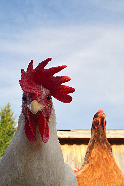 Bad Ass Chicken