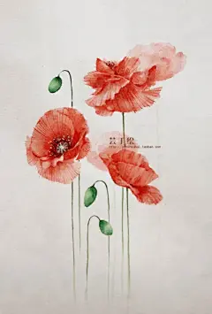 水彩--虞美人 - 高清图片，堆糖，美图壁纸兴趣社区