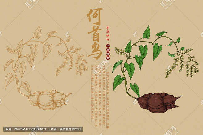 何首乌 中药材 紫乌藤九真藤 中草药 中药本草纲目 手绘何首乌 野生何首乌 何首乌插画 中药材何首乌 药用植物 白首乌隔山撬 牛皮消隔山消 健 ...