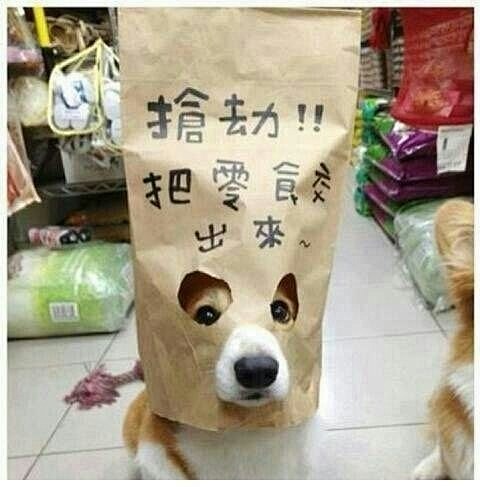 柯基啊