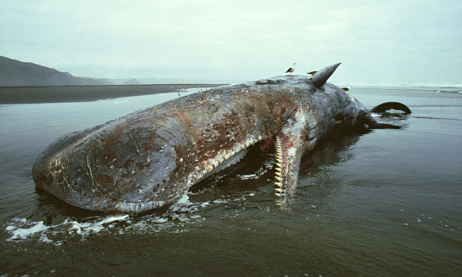 whale-death-12654775...