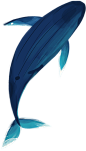 鲸