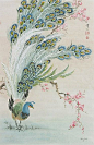 Feathered Lothario by Virginia Lloyd-Davies ~ Chinese Brush Painting ~ peacock_新中式 _急急如率令-B50621073B- _T201943 #率叶插件，让花瓣网更好用_<a class="text-meta meta-link" rel="nofollow" href="http://jiuxihuan.net/lvye/" title="http: