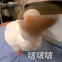 lyw19采集到表情包
