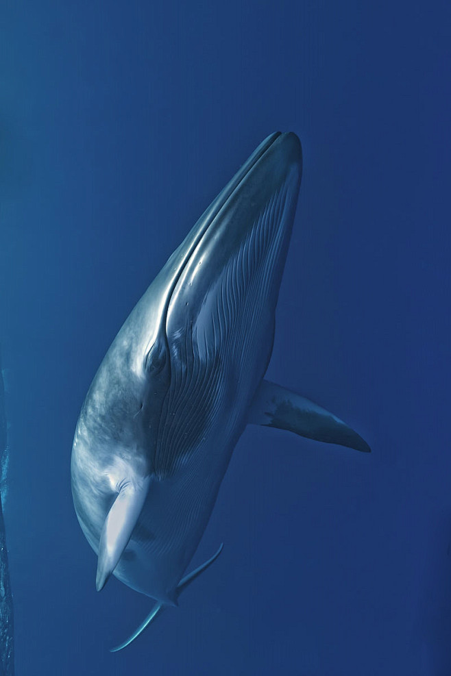 鲸目须鲸亚目须鲸科须鲸属小须鲸