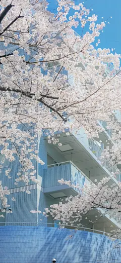 欢愉且胜意，万事皆可期   #风景手机壁纸