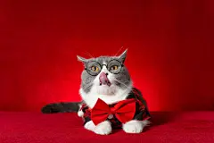 点击来源直接获取大图文件 |a cute british shorthair cat wearing glasses and plaid shirt with bow tie