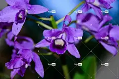 艺术 美丽的花朵 盛开 自然 壁纸4K 绽放 鲜花束