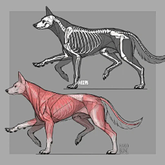 犬科动物肌肉结构图图片