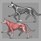狼的肌肉解剖 : #狼  #解剖  #肌肉解剖  #参考  #插画  #犬科动物