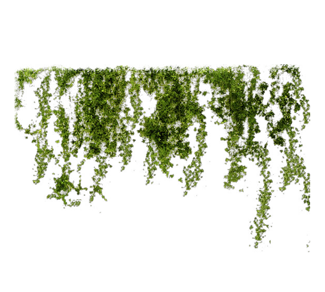 攀爬类植物 (50)