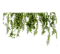 攀爬类植物 (50)