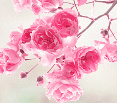 YINSINING采集到那些花儿