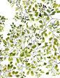 10/8/2015 Could this be my accent wall? Treetops | Green Watercolor by Isabelle Sykes