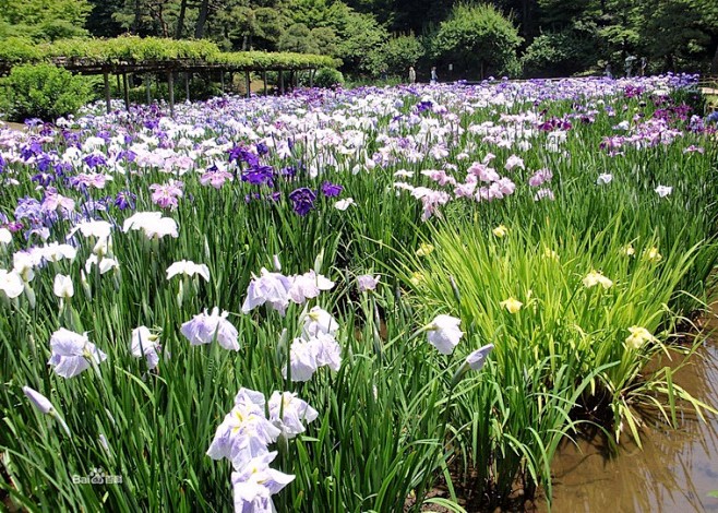 水生植物花菖蒲