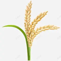 稻穗3D立体插画 设计图片 免费下载 页面网页 平面电商 创意素材
